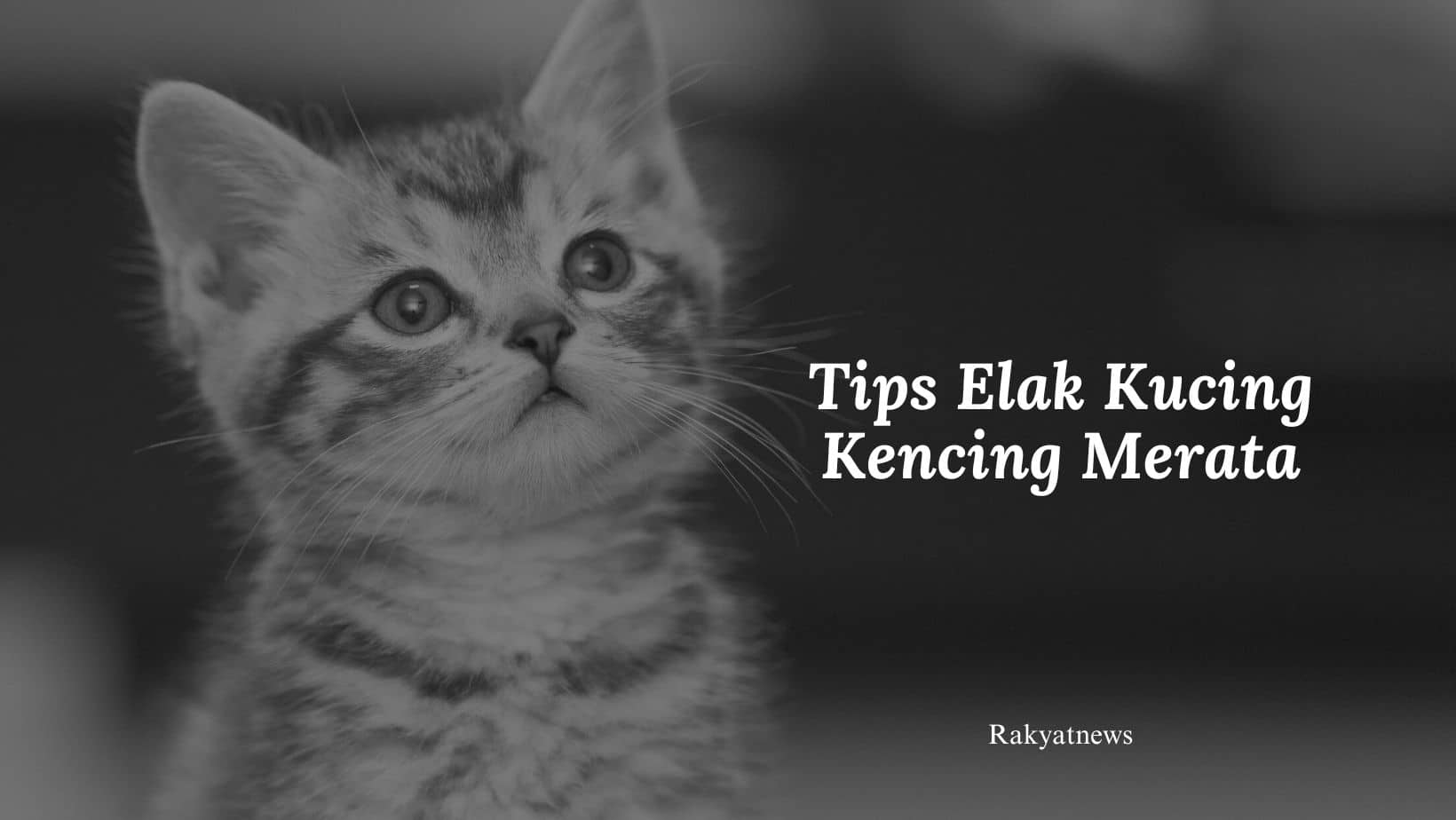 Tips Elak Kucing Kencing Merata